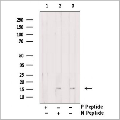 product-image-AAA31358_WB.jpg