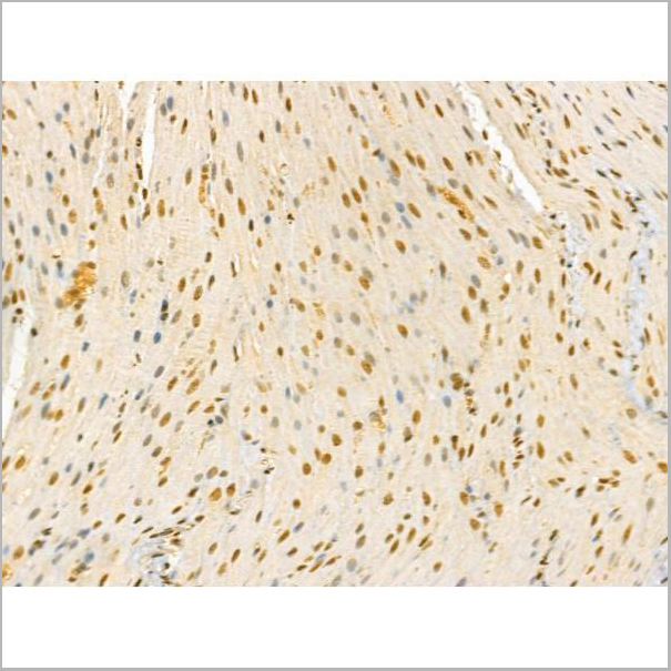 product-image-AAA31362_IHC2.jpg