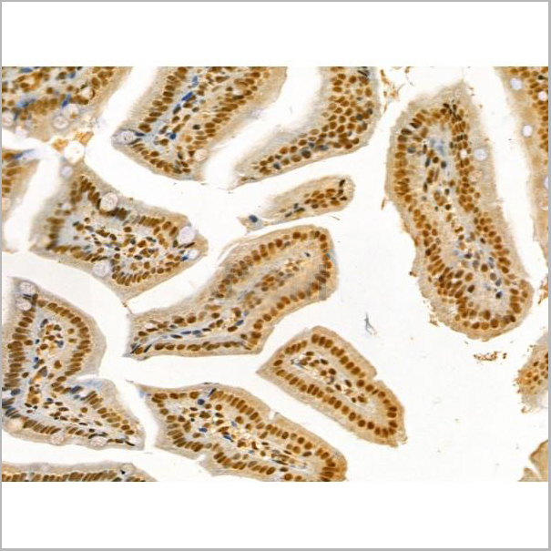 product-image-AAA31362_IHC4.jpg