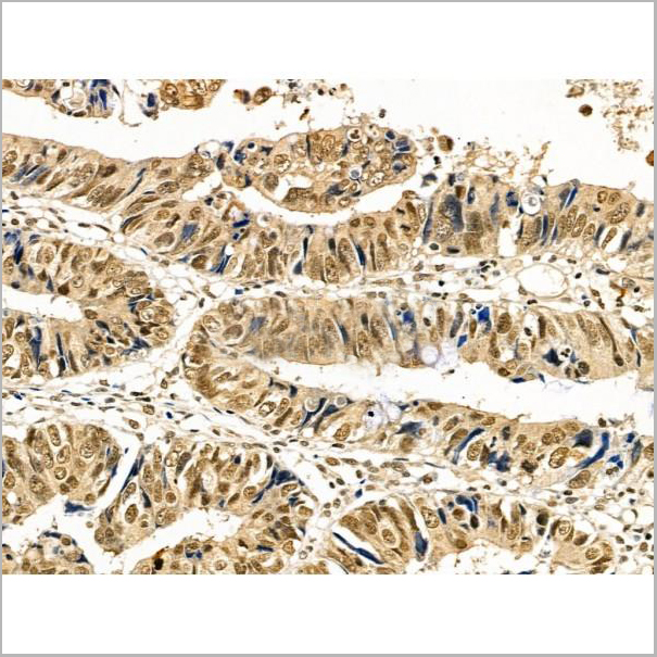 product-image-AAA31362_IHC7.jpg
