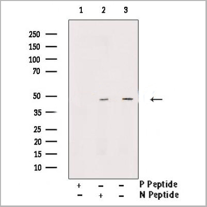 product-image-AAA31362_WB.jpg