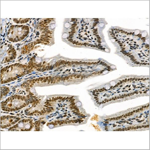 product-image-AAA31367_IHC6.jpg