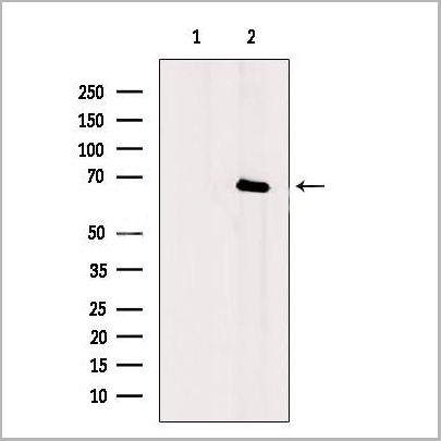 product-image-AAA31367_WB.jpg
