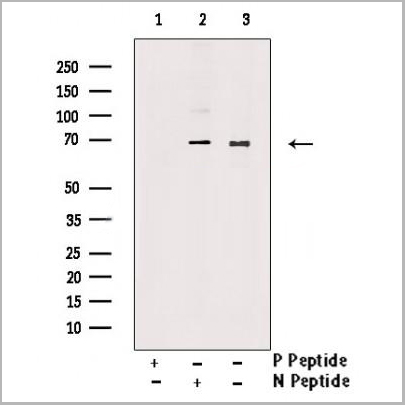 product-image-AAA31367_WB2.jpg