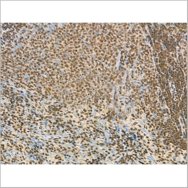 product-image-AAA31368_IHC4.jpg