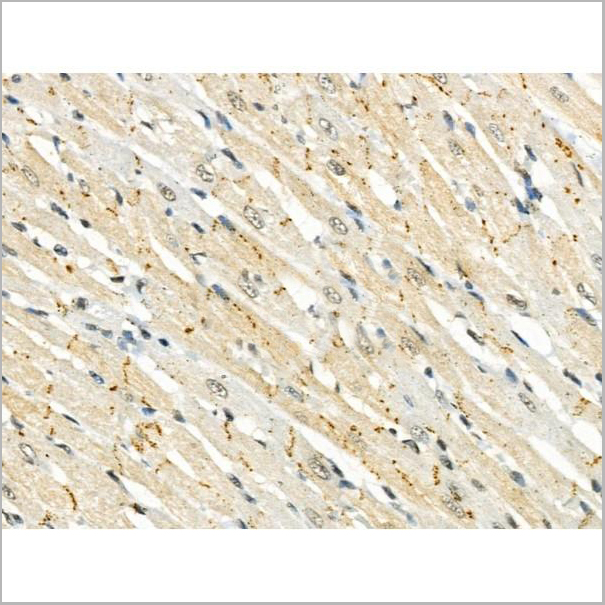 product-image-AAA31368_IHC5.jpg