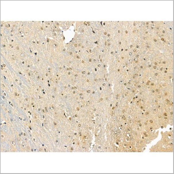 product-image-AAA31368_IHC6.jpg