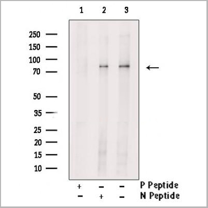 product-image-AAA31368_WB.jpg