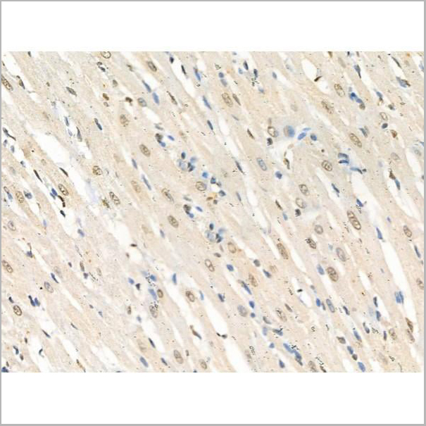 product-image-AAA31369_IHC3.jpg