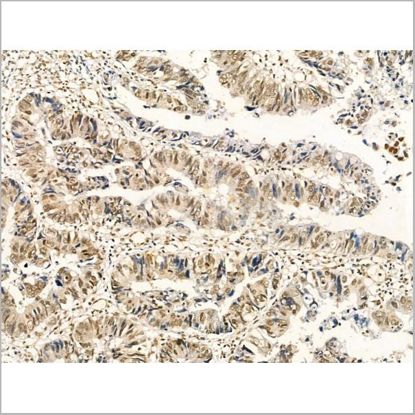 product-image-AAA31369_IHC8.jpg