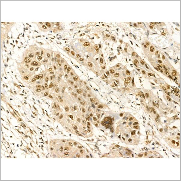 product-image-AAA31369_IHC9.jpg