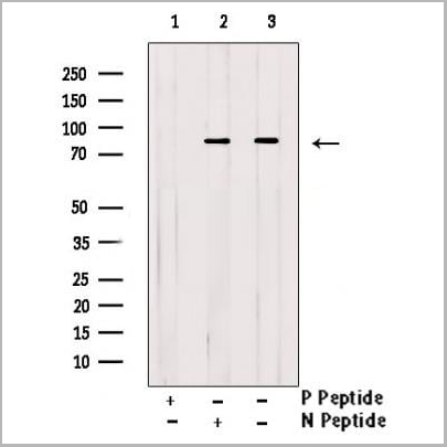 product-image-AAA31369_WB.jpg