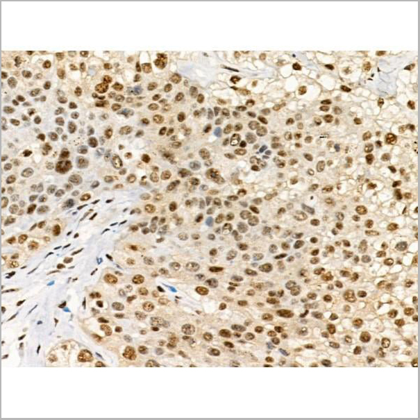 product-image-AAA31370_IHC10.jpg