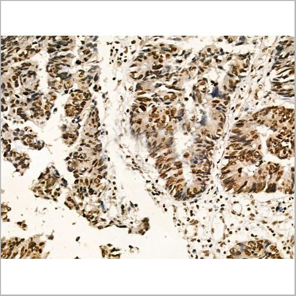 product-image-AAA31370_IHC11.jpg