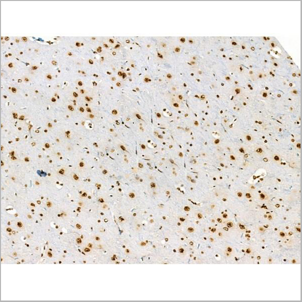 product-image-AAA31370_IHC3.jpg