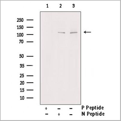 product-image-AAA31370_WB.jpg