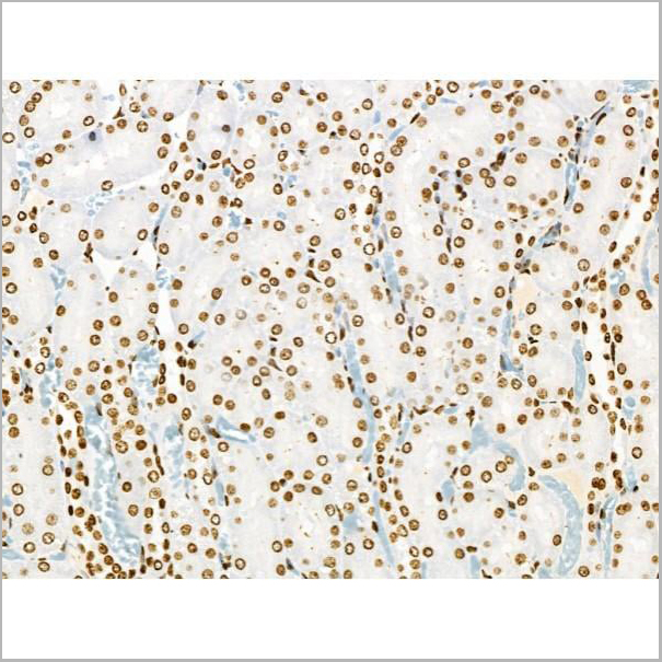 product-image-AAA31371_IHC10.jpg