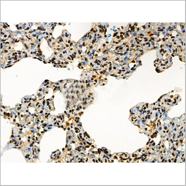 product-image-AAA31371_IHC11.jpg