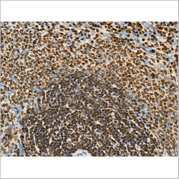 product-image-AAA31371_IHC12.jpg