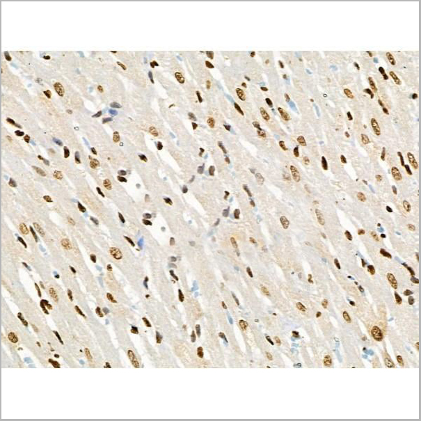 product-image-AAA31371_IHC14.jpg