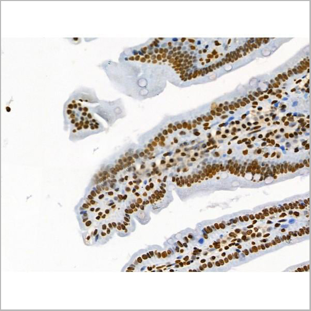 product-image-AAA31371_IHC19.jpg