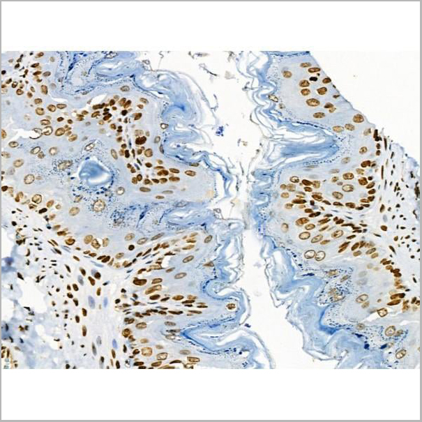 product-image-AAA31371_IHC20.jpg