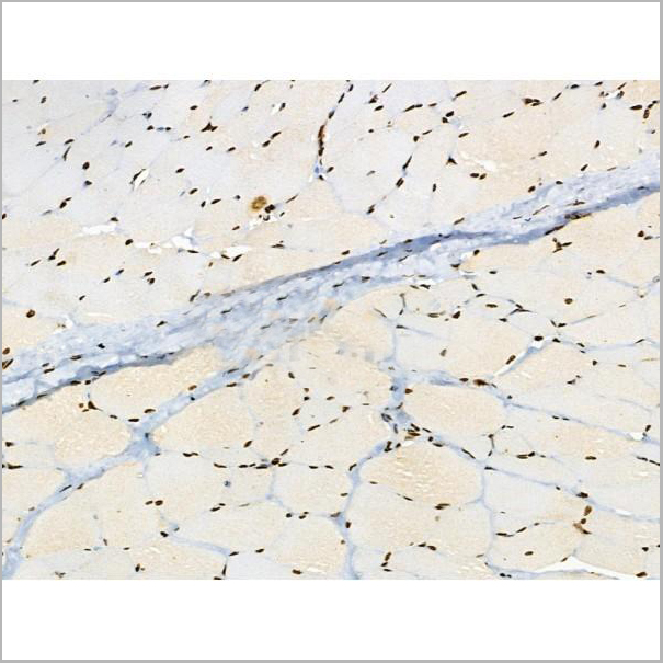 product-image-AAA31371_IHC3.jpg