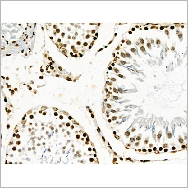 product-image-AAA31371_IHC6.jpg