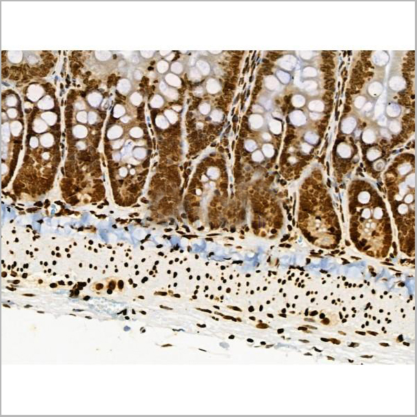 product-image-AAA31371_IHC7.jpg