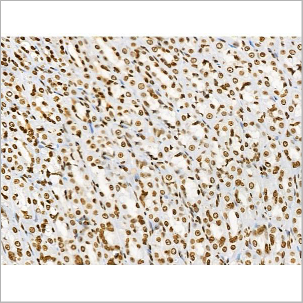 product-image-AAA31371_IHC8.jpg