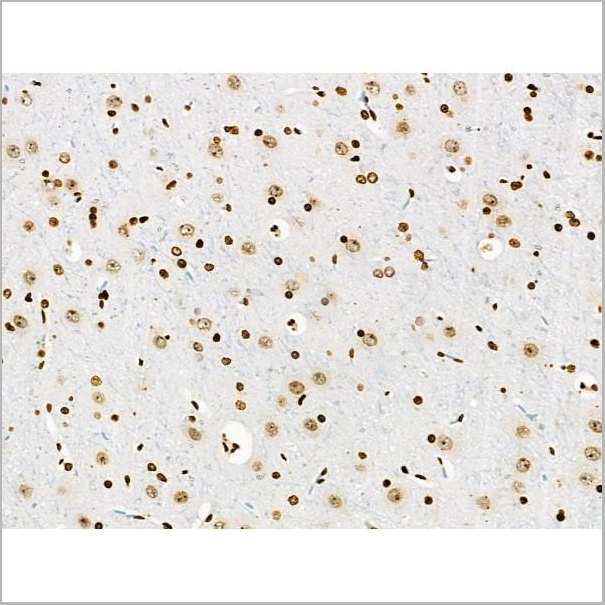 product-image-AAA31371_IHC9.jpg
