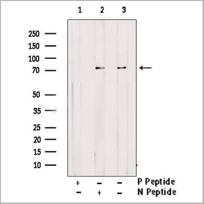 product-image-AAA31371_WB.jpg