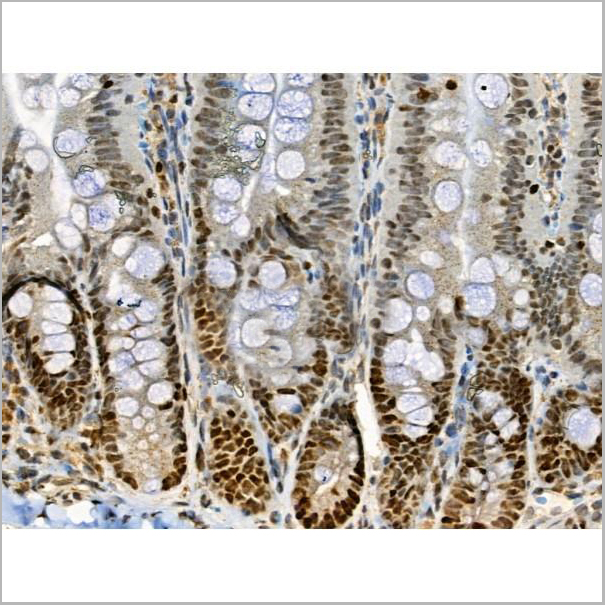 product-image-AAA31372_IHC2.jpg