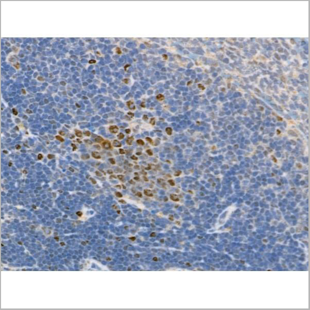 product-image-AAA31372_IHC3.jpg