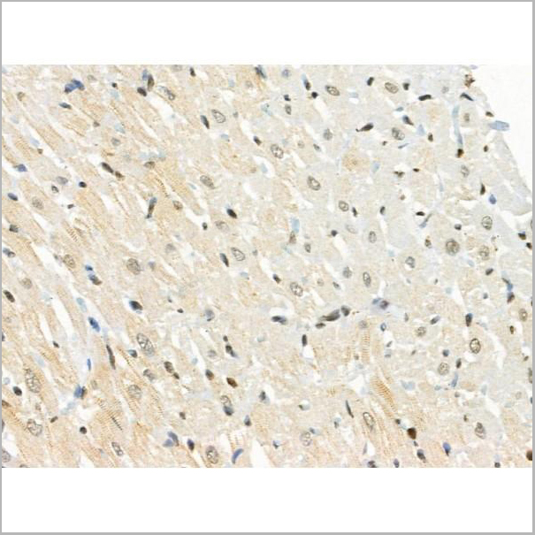 product-image-AAA31372_IHC4.jpg