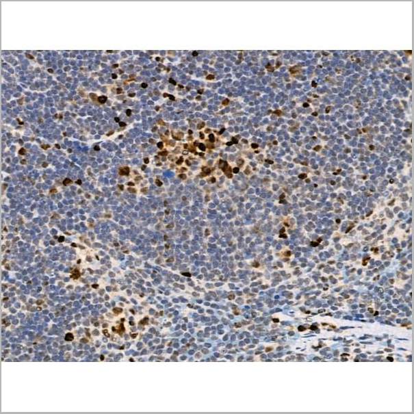 product-image-AAA31372_IHC5.jpg