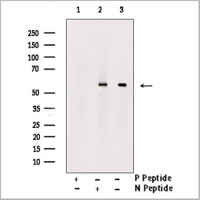 product-image-AAA31372_WB.jpg