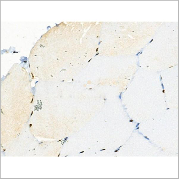 product-image-AAA31375_IHC3.jpg