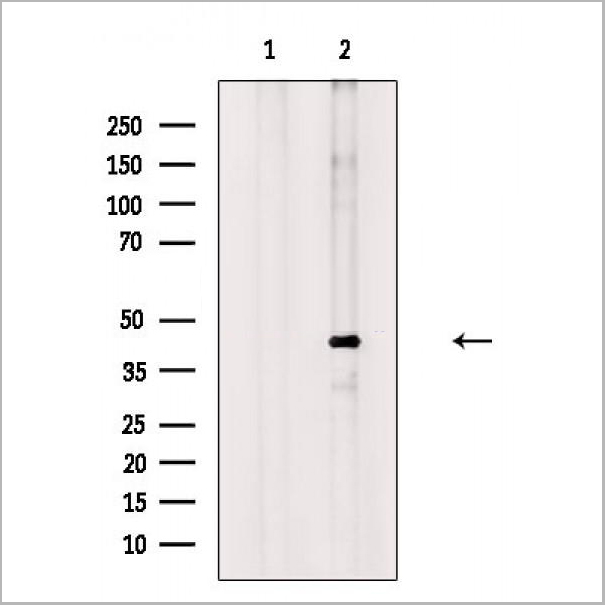 product-image-AAA31375_WB.jpg