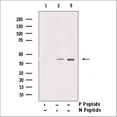 product-image-AAA31375_WB2.jpg