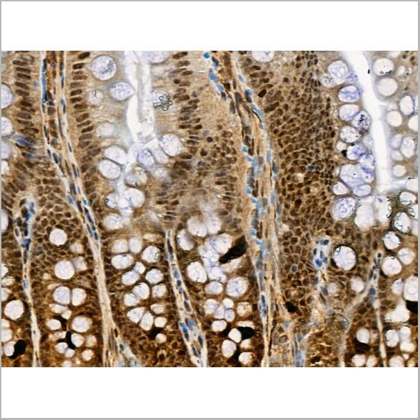 product-image-AAA31376_IHC4.jpg