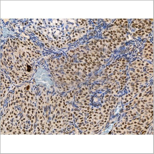 product-image-AAA31376_IHC6.jpg