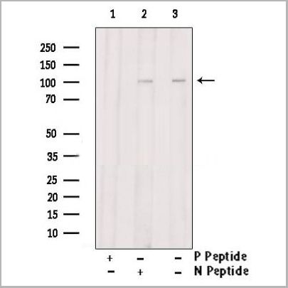 product-image-AAA31376_WB.jpg
