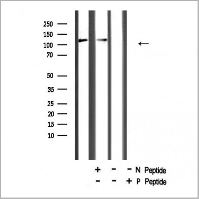 product-image-AAA31382_WB.jpg