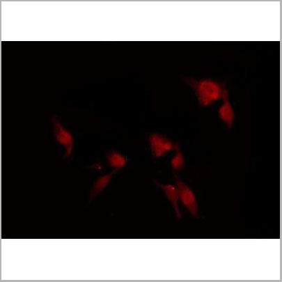 product-image-AAA31394_APP6.jpg