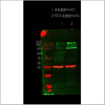product-image-AAA31394_WB.jpg