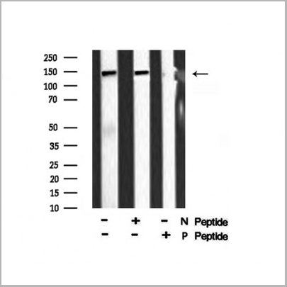 product-image-AAA31394_WB2.jpg