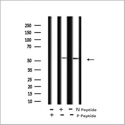 product-image-AAA31403_WB.jpg