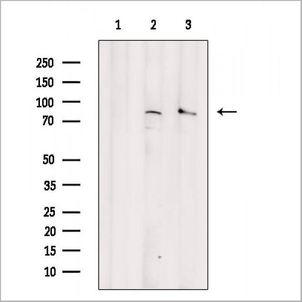 product-image-AAA31414_WB.jpg