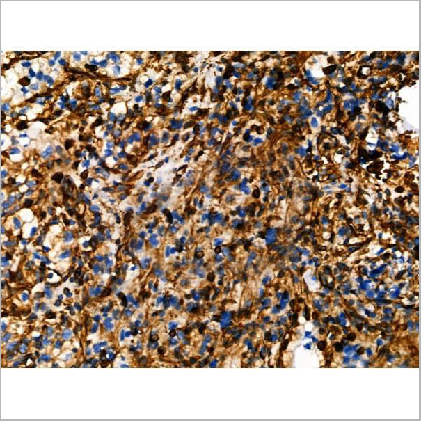 product-image-AAA31419_IHC10.jpg
